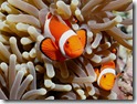 Nemo