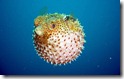 Puffer Fish