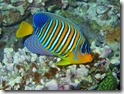 Royal Angelfish