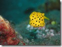 Yellow Boxfish