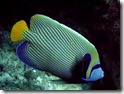 angelfish