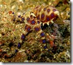 blue_ring_octopus