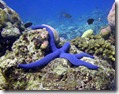 blueseastar