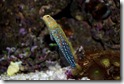 blue-spot-jawfish