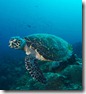 Green Turtle