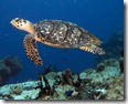 Hawksbill Turtle