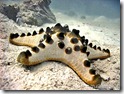 Horned Seastar