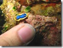 nudibranch-and-finger