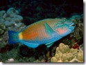 Parrotfish