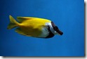 Rabbitfish