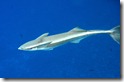 Remora