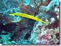 Trumpetfish